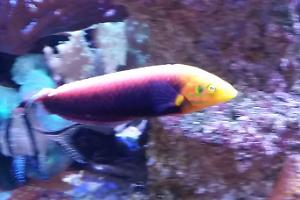 Radiant Wrasse Thumbnail