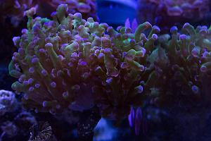 Frogspawn Coral - Branched Thumbnail