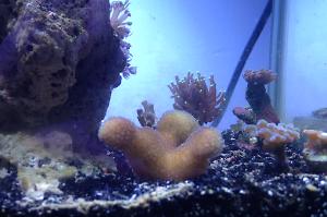 Stylophora Coral Thumbnail