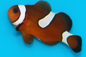 blood clownfish misbar orange Thumbnail