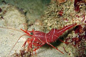 Peppermint Shrimp Thumbnail