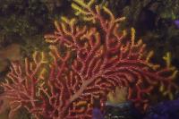 Sea Fan