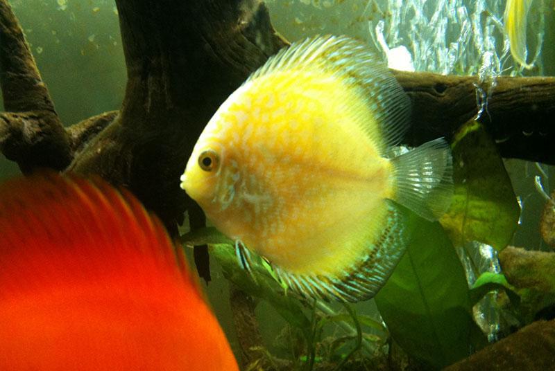 Discus