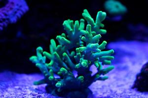 Acropora Caroliniana Thumbnail