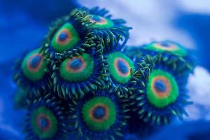 Rasta Zoas Thumbnail