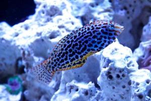 Leopard Wrasse Thumbnail