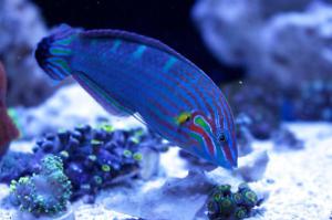 Hoeven's Wrasse Thumbnail