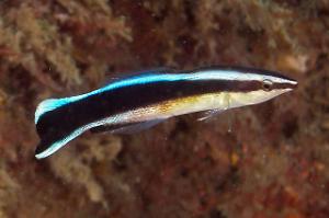 Cleaner Common Wrasse Thumbnail