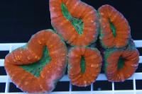 Lobophyllia Brain Coral Orange Thumbnail