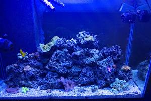 65 Gallon Mixed Reef Thumbnail