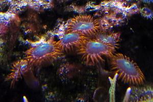 orange fringe Zoas Thumbnail