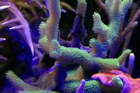 Green Branched Montipora Coral