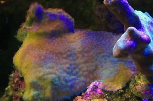 green polyp Encrusting Montipora Thumbnail