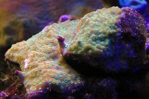 Sunset Montipora Thumbnail