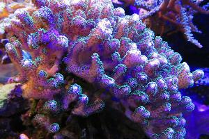 green Pocillopora Thumbnail