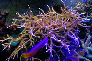 purple Birdsnest Coral Thumbnail