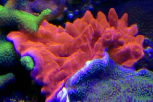 Montipora Setosa red Thumbnail