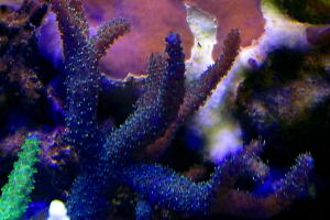 blue Acropora millepora Thumbnail