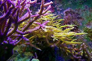 Green Long Birdsnest Coral Thumbnail