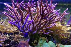 Acropora Secale Thumbnail