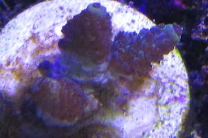 blue polyp Acropora millepora Thumbnail