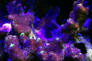 Branching Montipora Thumbnail