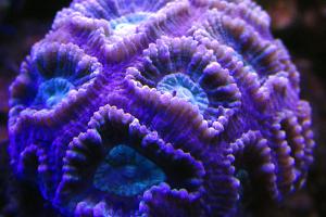 Brain Coral Thumbnail