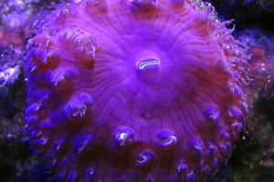 Big Polyp Blastomussa Coral Thumbnail