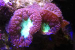 Big Polyp Blastomussa Coral Thumbnail