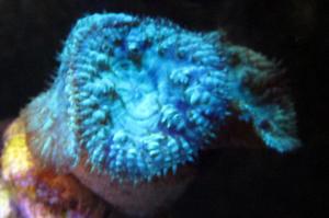 Big Polyp Blastomussa Coral Thumbnail