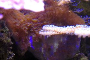 Montipora confusa Thumbnail