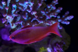 Lyretail Anthias Thumbnail