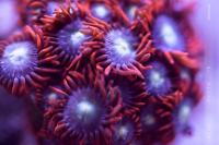 Zoanthid Thumbnail