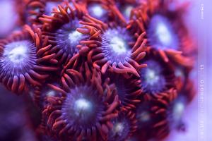 Zoanthid Thumbnail