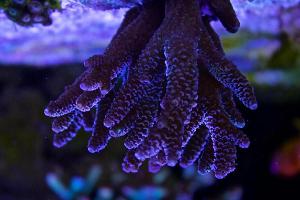 Unknown Millepora rainbow maybe Thumbnail