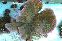 Montipora Capricornis Thumbnail