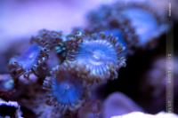 Zoanthid Thumbnail