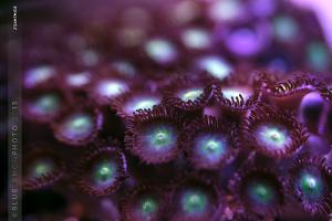 Zoanthid Thumbnail