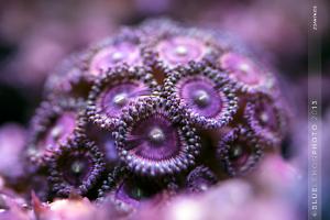 Zoanthid Thumbnail