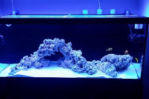 Church's 75G Great Basement Reef Thumbnail