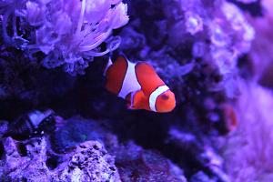 Ocellaris Clownfish Thumbnail