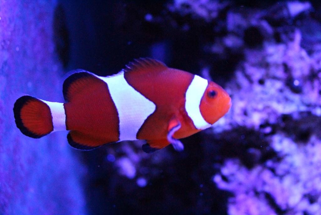 Ocellaris Clownfish