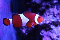 Ocellaris Clownfish Thumbnail