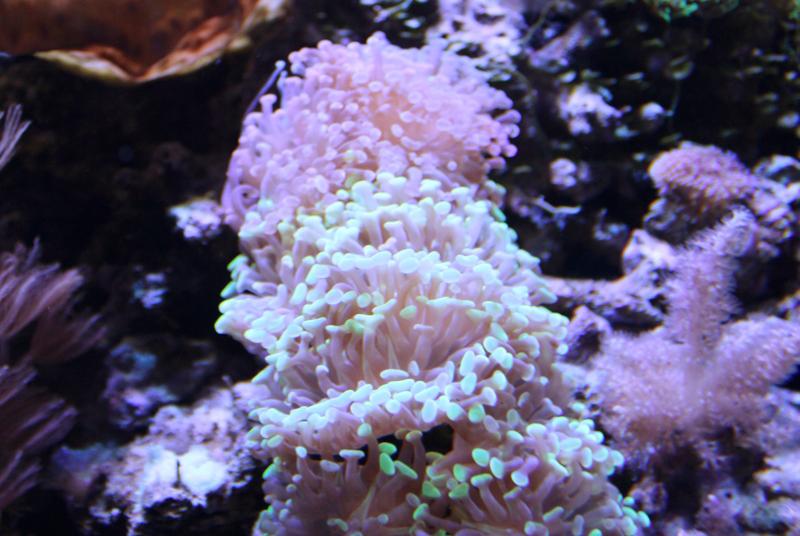 Purple Branching Hammer Coral