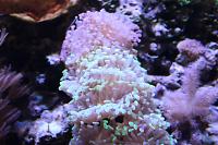 Purple Branching Hammer Coral Thumbnail