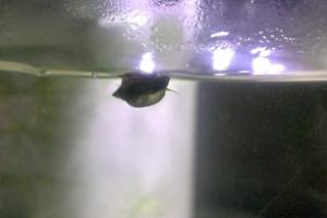 Nerite Snail Thumbnail