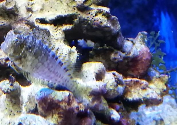 Lawnmower Blenny