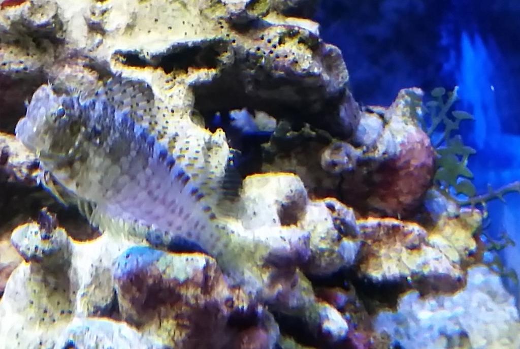 Lawnmower Blenny