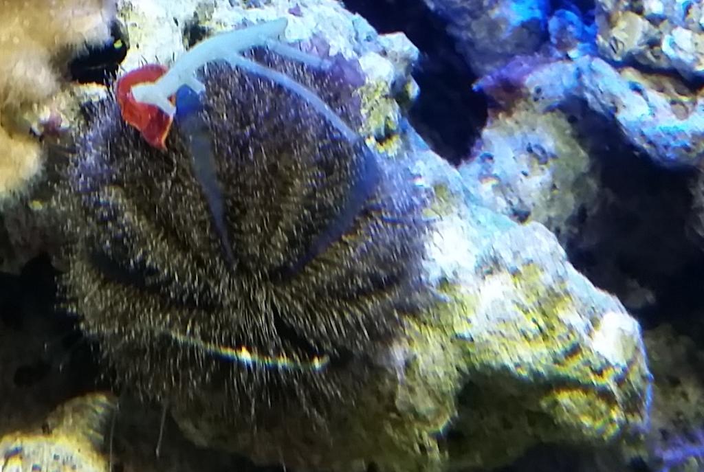 Blue Tuxedo Urchin