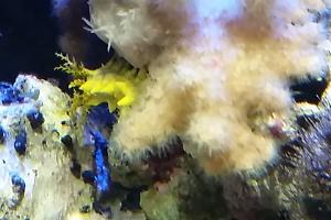 Sea Cucumber Thumbnail